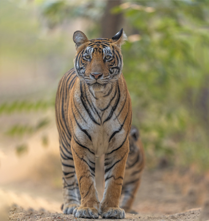 Ranthambhore